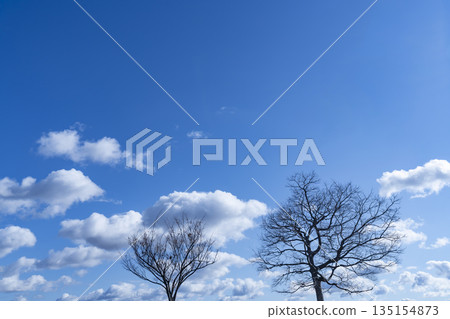 Winter sky, clouds and trees 135154873