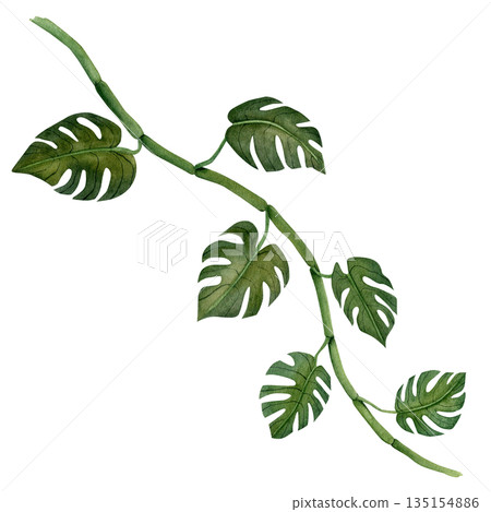 Green monstera leaves branch. Tropical plant. Hand painted watercolor illustration isolated on white background. Design element for fabrics, invitations, clothes and printing 135154886