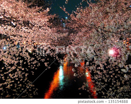 2012.4.6 Cherry blossoms at night on Meguro River 2012.4.6 Cherry blossoms at night on Meguro River 135154888