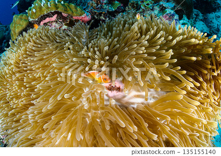 Sea anemones and clownfish, Palauan sea, diving scene 135155140