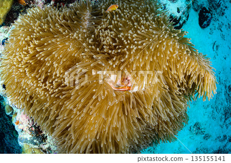 海葵和小丑魚，帛琉海域，潛水場景 135155141