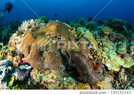 海葵和小丑魚,帛琉海域,潛水場景 海葵和小丑魚,帛琉海域,潛水場景 135155143