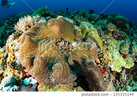 海葵和小丑魚,帛琉海域,潛水場景 海葵和小丑魚,帛琉海域,潛水場景 135155144