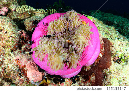 海葵和小丑魚，帛琉海域，潛水場景 135155147