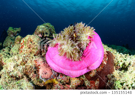 Sea anemones and clownfish, Palauan sea, diving scene 135155148