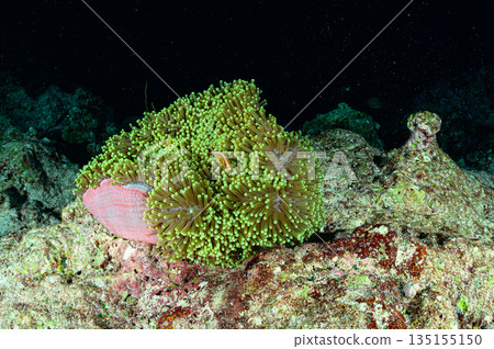 Sea anemones and clownfish, Palauan sea, diving scene Sea anemones and clownfish, Palauan sea, diving scene 135155150