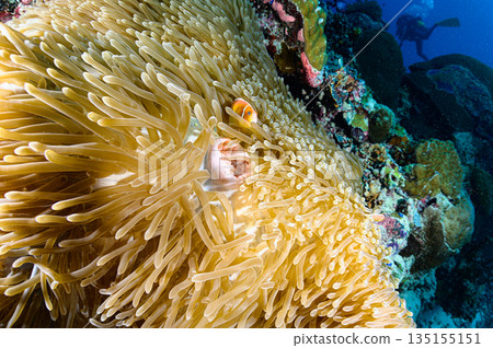 海葵和小丑魚，帛琉海域，潛水場景 135155151