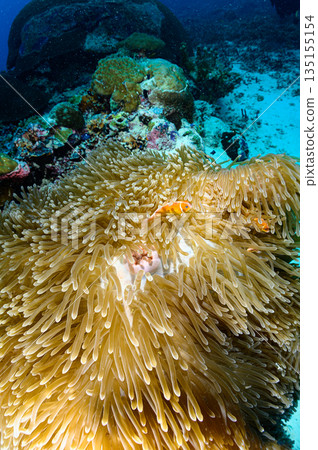Sea anemones and clownfish, Palauan sea, diving scene Sea anemones and clownfish, Palauan sea, diving scene 135155154