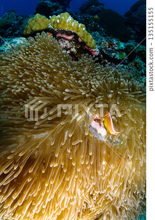 海葵和小丑魚，帛琉海域，潛水場景 135155155