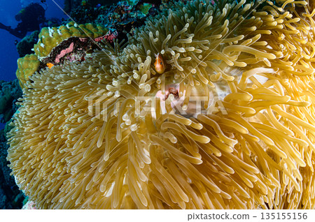 Sea anemones and clownfish, Palauan sea, diving scene 135155156