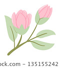 Pastel Cherry Blossom, Bloom and Green Leaves Hand-Drawn 135155242