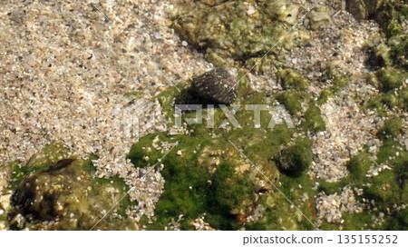 Hermit crabs live on reefs in clear waters 135155252
