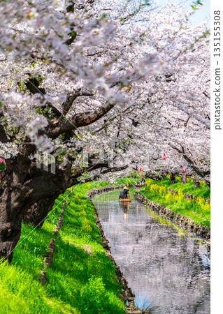 【埼玉縣】川越新石川沿岸櫻花盛開 【埼玉縣】川越新石川沿岸櫻花盛開 135155308
