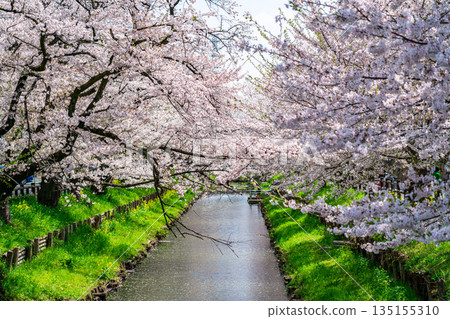 [Saitama Prefecture] Cherry blossoms in full bloom along the Shingashi River in Kawagoe 135155310