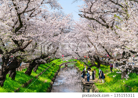 [Saitama Prefecture] Cherry blossoms in full bloom along the Shingashi River in Kawagoe 135155311