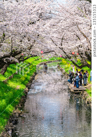 [Saitama Prefecture] Cherry blossoms in full bloom along the Shingashi River in Kawagoe 135155313