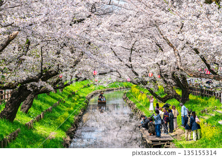 [Saitama Prefecture] Cherry blossoms in full bloom along the Shingashi River in Kawagoe 135155314