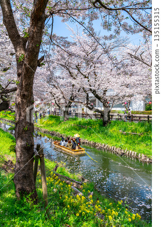 [Saitama Prefecture] Cherry blossoms in full bloom along the Shingashi River in Kawagoe 135155315