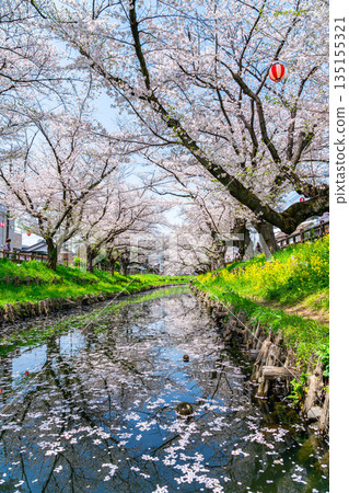 [Saitama Prefecture] Cherry blossoms in full bloom along the Shingashi River in Kawagoe 135155321