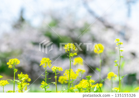 【埼玉縣】川越新石川沿岸的油菜花盛開 135155326