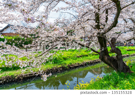 [Saitama Prefecture] Cherry blossoms in full bloom along the Shingashi River in Kawagoe 135155328