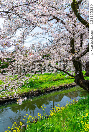[Saitama Prefecture] Cherry blossoms in full bloom along the Shingashi River in Kawagoe 135155329