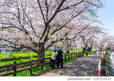 [Saitama Prefecture] Cherry blossoms in full bloom along the Shingashi River in Kawagoe 135155331