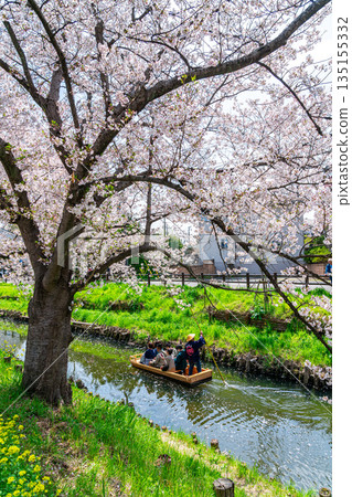 【埼玉縣】川越新石川沿岸櫻花盛開 135155332