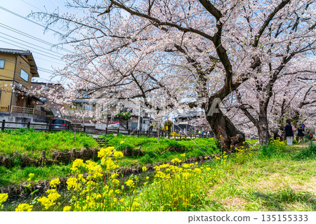[Saitama Prefecture] Cherry blossoms and rape blossoms in full bloom along the Shingashi River in Kawagoe 135155333