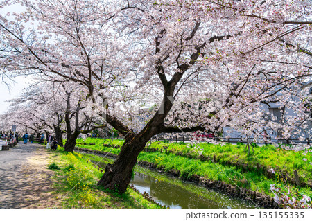 【埼玉縣】川越新石川沿岸櫻花盛開 135155335