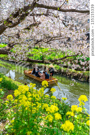 [Saitama Prefecture] Cherry blossoms and rape blossoms in full bloom along the Shingashi River in Kawagoe 135155339