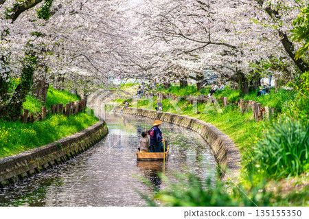 [Saitama Prefecture] Cherry blossoms in full bloom along the Shingashi River in Kawagoe 135155350