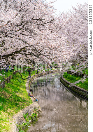 【埼玉縣】川越新石川沿岸櫻花盛開 【埼玉縣】川越新石川沿岸櫻花盛開 135155355