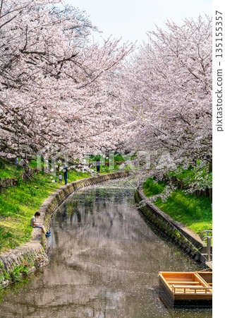 [Saitama Prefecture] Cherry blossoms in full bloom along the Shingashi River in Kawagoe 135155357