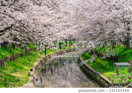 【埼玉縣】川越新石川沿岸櫻花盛開 【埼玉縣】川越新石川沿岸櫻花盛開 135155359