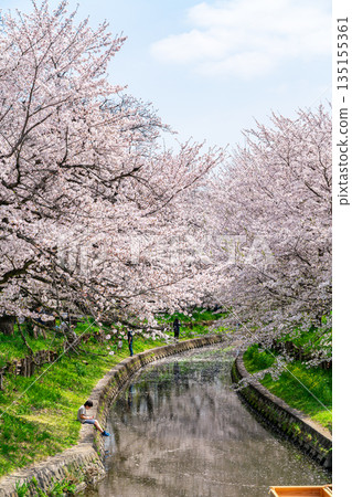 [Saitama Prefecture] Cherry blossoms in full bloom along the Shingashi River in Kawagoe 135155361