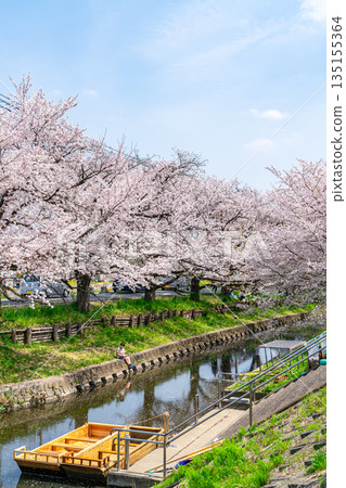 [Saitama Prefecture] Cherry blossoms in full bloom along the Shingashi River in Kawagoe 135155364
