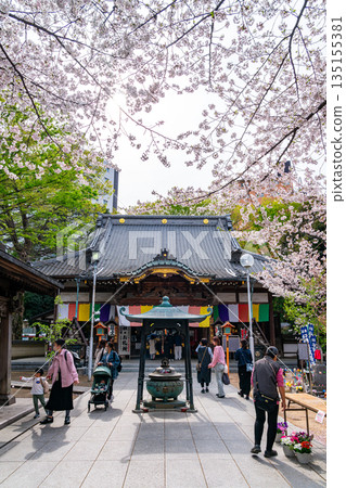 [Saitama Prefecture] Beautiful cherry blossoms in full bloom at Renkeiji Temple in Kawagoe 135155381
