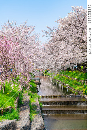 【埼玉縣】川越新石川沿岸櫻花盛開 【埼玉縣】川越新石川沿岸櫻花盛開 135155382