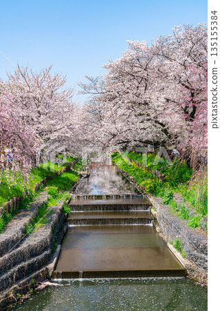 【埼玉縣】川越新石川沿岸櫻花盛開 135155384