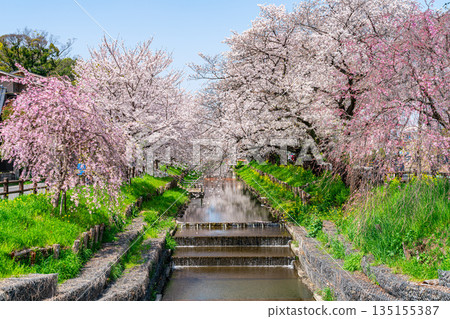 [Saitama Prefecture] Cherry blossoms in full bloom along the Shingashi River in Kawagoe 135155387