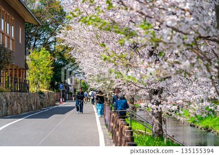 【埼玉縣】川越新石川沿岸櫻花盛開 135155394