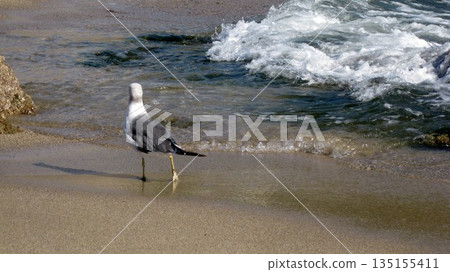 一隻黑尾鷗沿著海岸行走 135155411