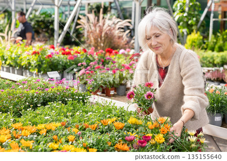 Senior woman customer-onlooker curiously examines showcase exhibition with outdoor plant gazania Senior woman customer-onlooker curiously examines showcase exhibition with outdoor plant gazania 135155640