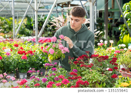 Guy is touched and mesmerized by dense and thick rich inflorescences of decorative half-shrub pentas Guy is touched and mesmerized by dense and thick rich inflorescences of decorative half-shrub pentas 135155641
