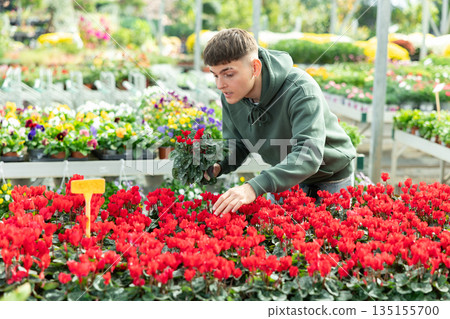 Male customer choosing potted cyclamen in garden shop 135155700