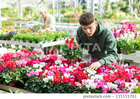 Young guy choosing cyclamen in flower shop Young guy choosing cyclamen in flower shop 135155701