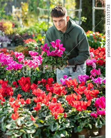 Guy customer-onlooker curiously examines showcase exhibition with indoor plant cyclamen 135155738