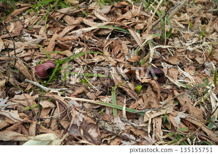Gunma Prefecture, Oze, Oshimizu Marsh, Skunk cabbage 135155751