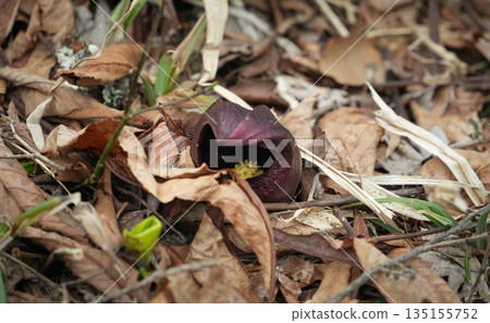 群馬縣尾瀨市大清水沼澤臭菘 135155752
